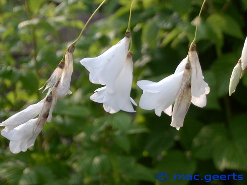 Dierama pendulum